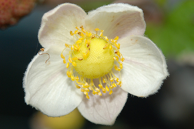 Japanese Anemone